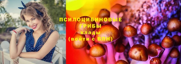 apvp Ельня
